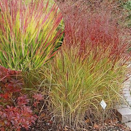 Panicum virgatum 'Rotstrahlbusch' - Vitshirss 'Rotstrahlbusch' P9/0,55L    